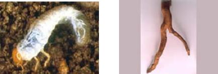 grubs and damaged root